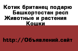 Котик британец подарю   - Башкортостан респ. Животные и растения » Кошки   